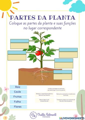 Partes da planta