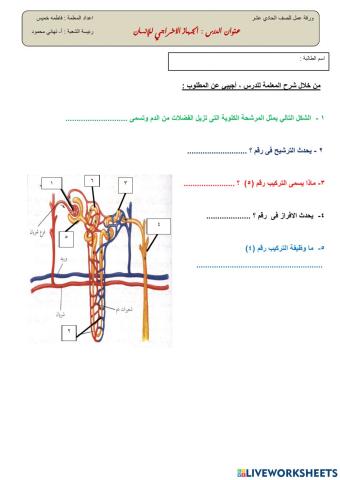 الجهاز البولي