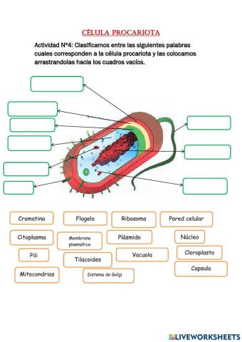 La célula procariota