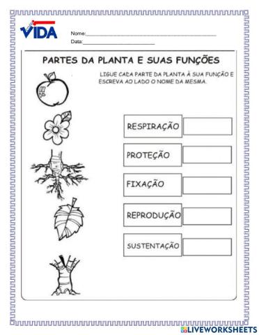 Partes da planta