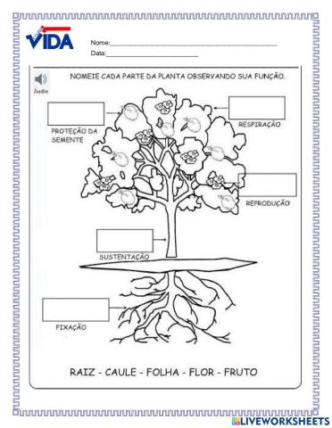 Partes da planta 2