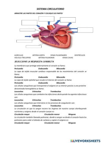 Sistema circulatorio