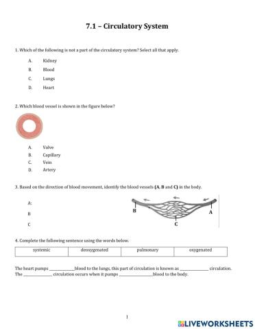 Circulatory system