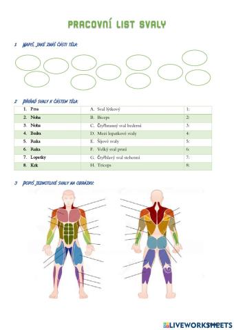 Pracovní list svaly