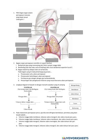 Sistem Pernapasan Kelas 8