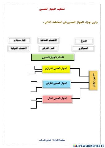 تنظيم الجهاز العصبي