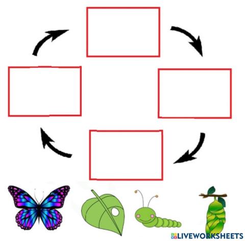 Life cycle of a butterfly