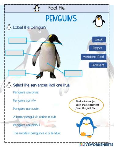 Penguins Fact File