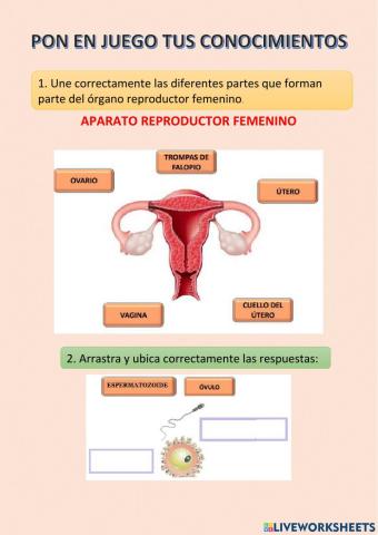 Partes del aparato reproductor femenino