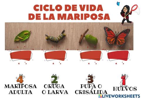 Ciclo de vida