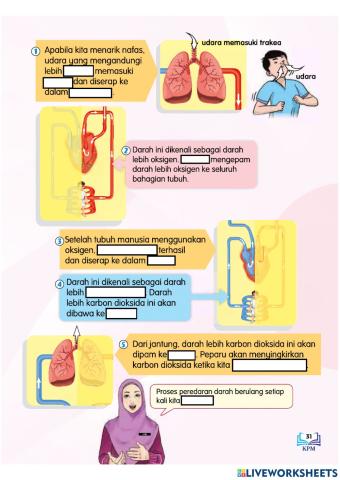 Peredarah darah