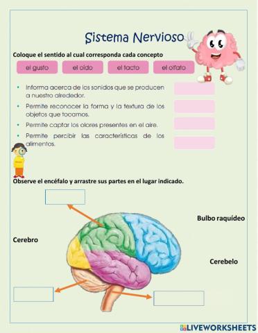 El Sistema Nervioso