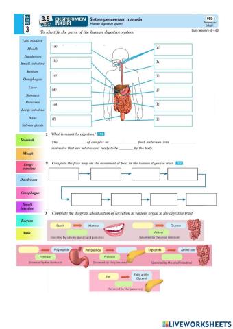 PBD 7: NUTRITION (Human Digestive System)