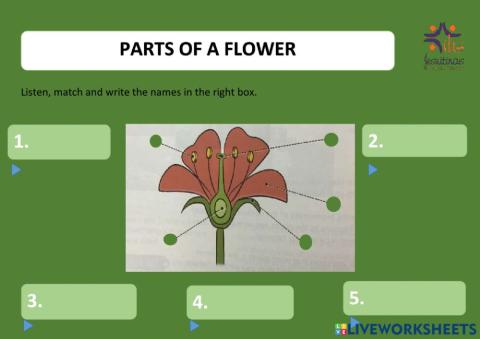 Parts of a flower