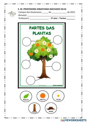 As partes das plantas