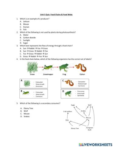 Food Chain & Food Web Quiz