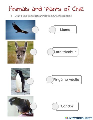 Chile Flora and Fauna Worksheet (English)
