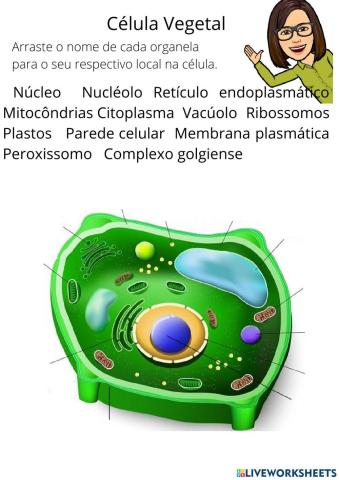 Célula Vegetal