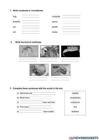 Vertebrates and Invertebrates