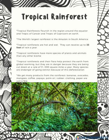 Tropical Rainforest