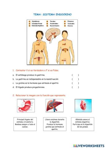 Sistema Endocrino