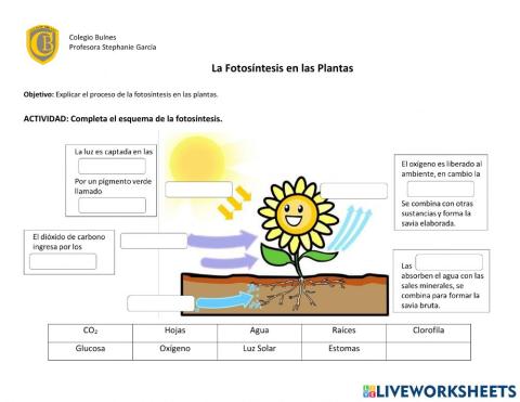 La fotosíntesis