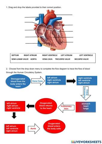 Circulatory System