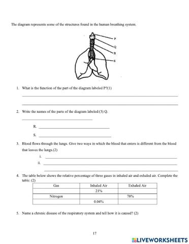 Respiratory System