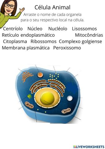 Célula Animal