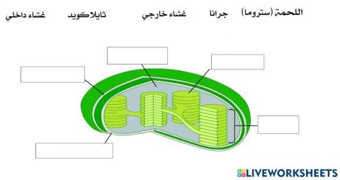 تركيب البلاستيدة