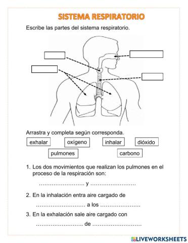 Sistema respiratorio