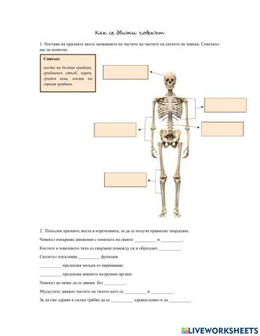 Как се движи човекът