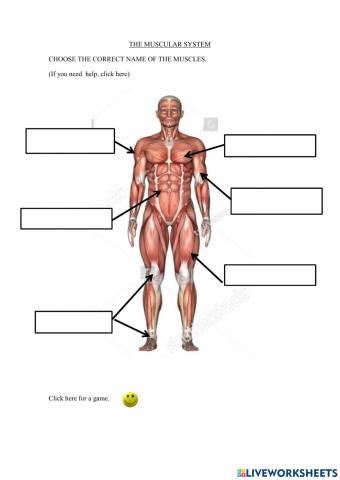 The muscular system