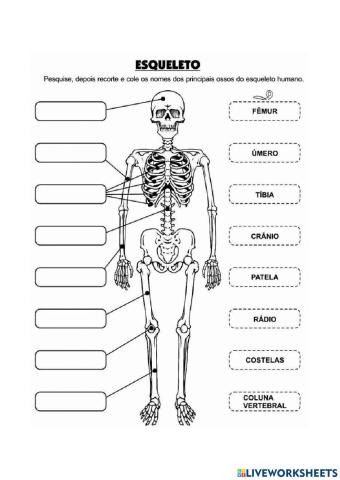 Esqueleto Humano