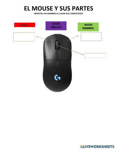 Partes del mouse