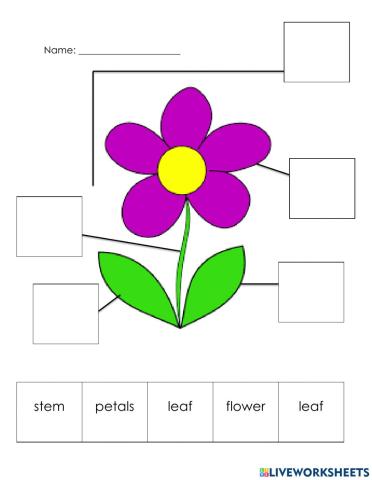 Label Parts of Flower