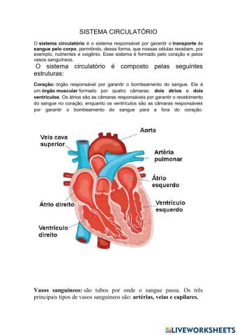 Sistema Circulatório