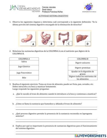 Sistema digestivo