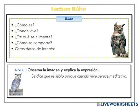 Lectura Búho