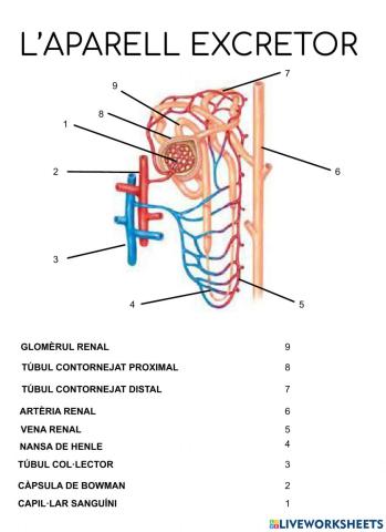 Parts de la nefrona