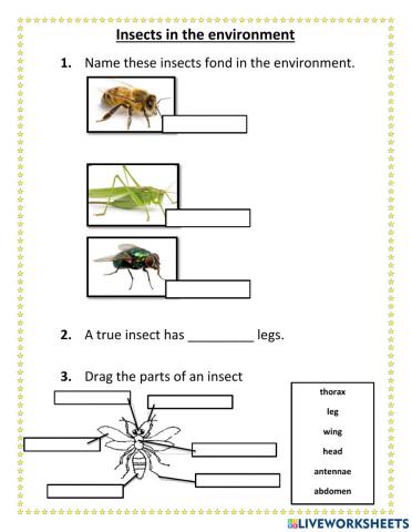 Insects in our environment