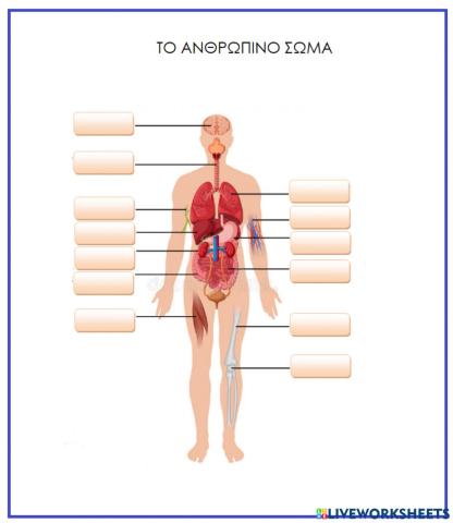 Το ανθρώπινο σώμα