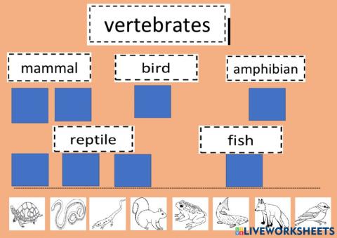 Vertebrates and invertebrates