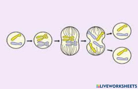 Mitosis