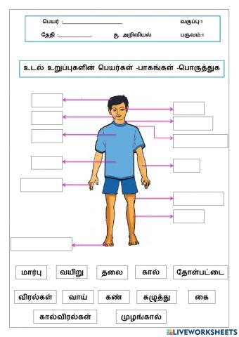 எனது அற்புதமான உடல்