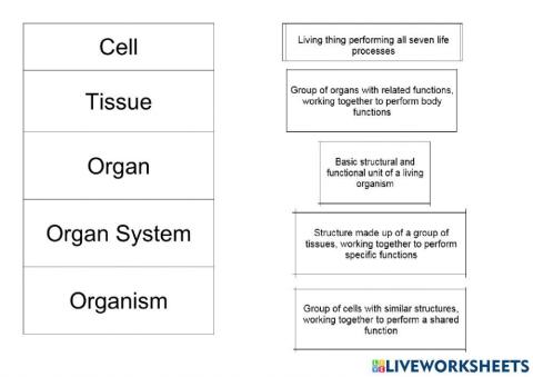 Levels of organisation