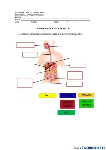 Sistema digestório