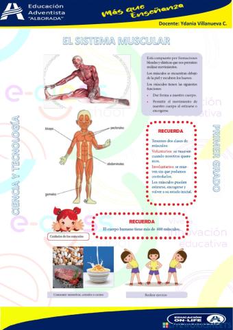 El sistema muscular