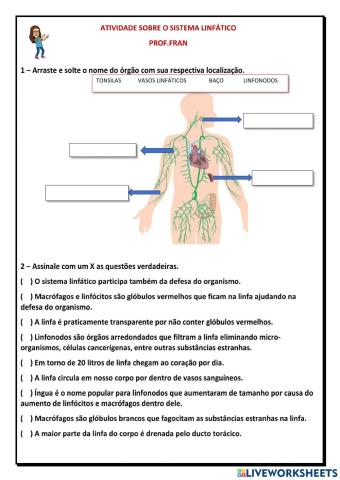 Sistema linfático