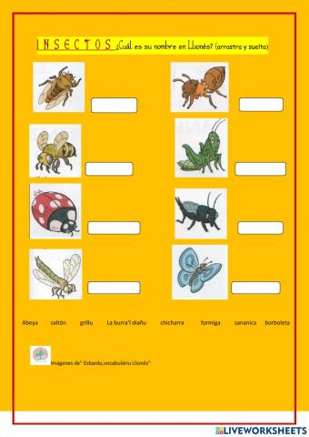 Llionés. INSECTOS. 1º-2º de primaria